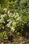 Clustered mountainmint